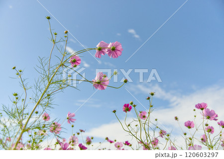 奈良県藤原京跡のコスモス畑 120603297