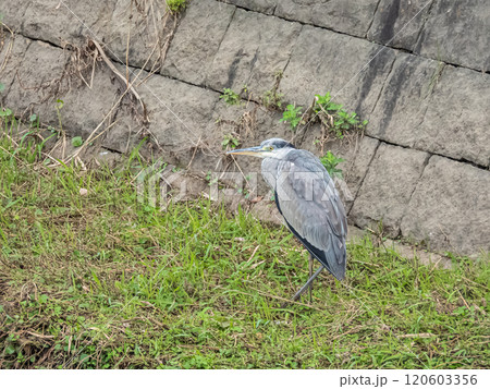 アオサギ 120603356