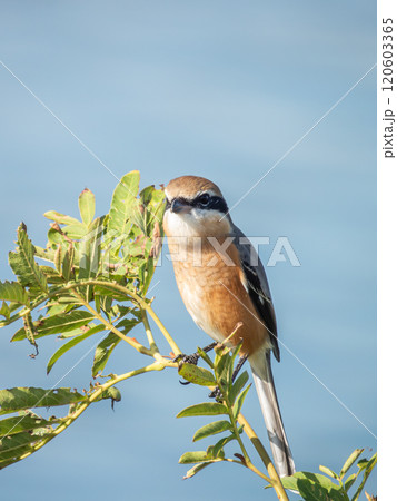 淀川の川岸の梢にとまるモズ 淀川の川岸の梢にとまるモズ 120603365