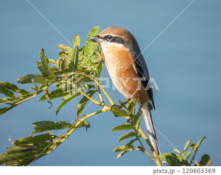 淀川の川岸の梢にとまるモズ 120603369