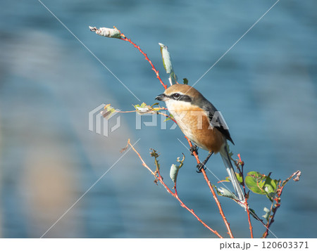 淀川の川岸の梢にとまるモズ 120603371