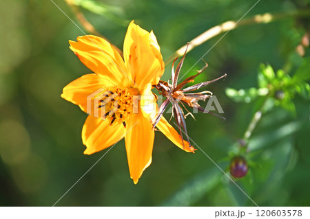キバナコスモスの花とタネ キバナコスモスの花とタネ 120603578