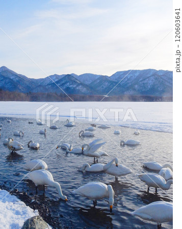 弟子屈湖のオオハクチョウ　北海道　8 120603641