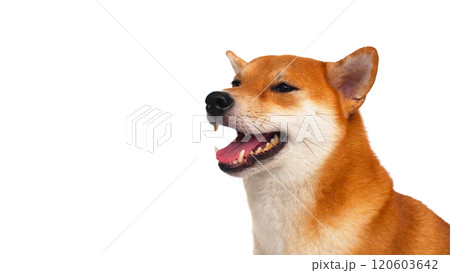 Smiling Shiba Inu with Eyes Closed sitting comfortably against a clean white background 120603642