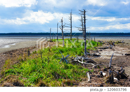 野付半島のトドワラ 120603796