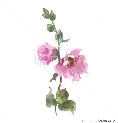 Watercolor drawing mallow flower, Malva sylvestris, hand drawn floral illustration isolated on a white background 120603812