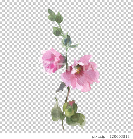 Watercolor drawing mallow flower, Malva sylvestris, hand drawn floral illustration isolated on a white background 120603812