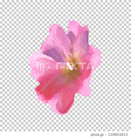 Watercolor drawing mallow flower, Malva sylvestris, hand drawn floral illustration isolated on a white background 120603813