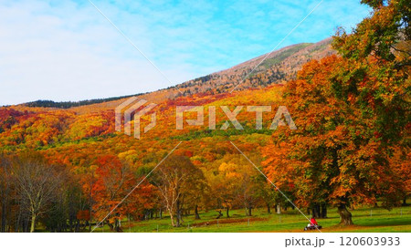 紅葉のピークを迎えた笹ヶ峰高原の紅葉1 120603933