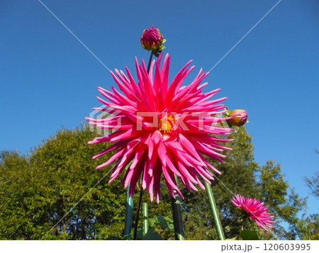 ダリア 静想 120603995