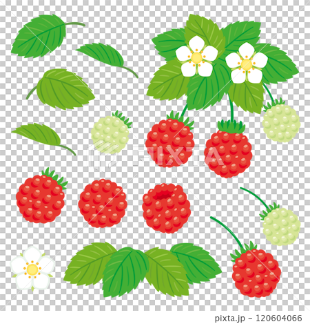 Raspberry set 120604066