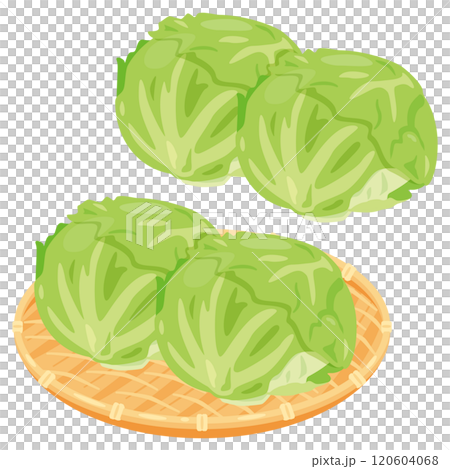 Lettuce set in a colander 120604068