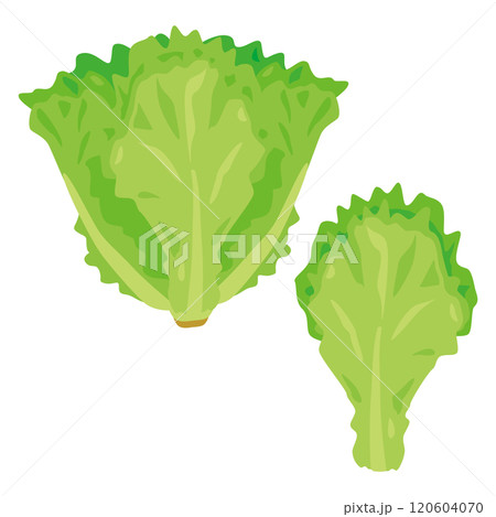 リーフレタスセット 120604070