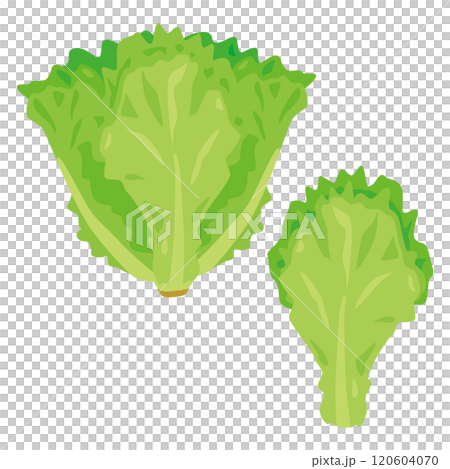 リーフレタスセット 120604070