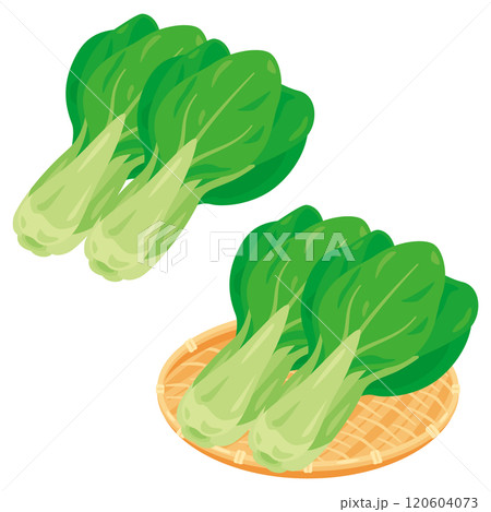 ザルに盛られた青梗菜セット ザルに盛られた青梗菜セット 120604073