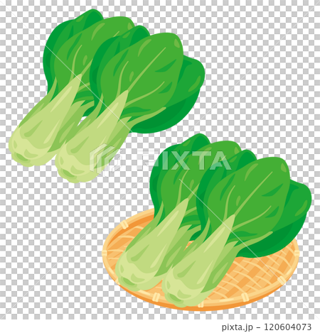 ザルに盛られた青梗菜セット ザルに盛られた青梗菜セット 120604073