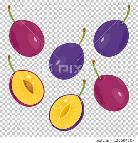 プルーンセット 120604107