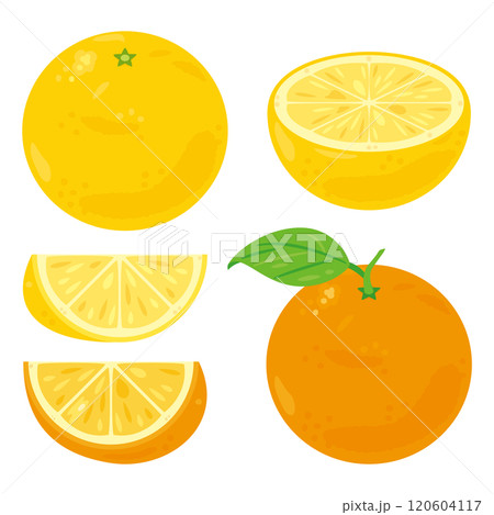 グレープフルーツセット グレープフルーツセット 120604117