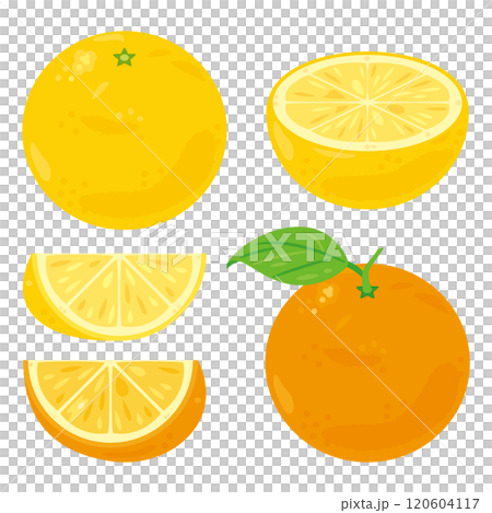 グレープフルーツセット グレープフルーツセット 120604117