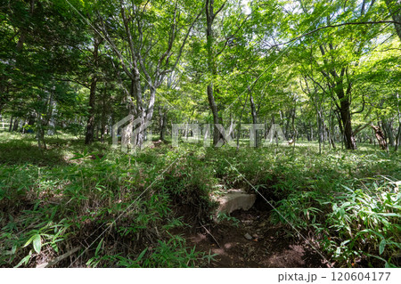 二荒山神社 中宮祠と男体山 二荒山神社 中宮祠と男体山 120604177