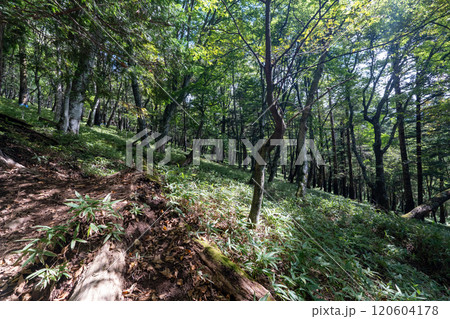 二荒山神社 中宮祠と男体山 120604178