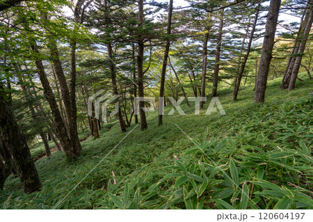 二荒山神社 中宮祠と男体山 二荒山神社 中宮祠と男体山 120604197