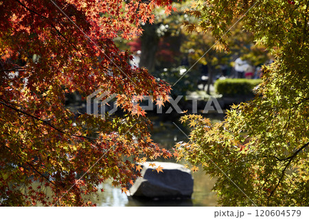 紅葉のある風景 120604579