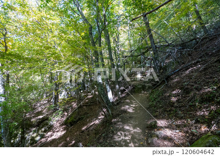 二荒山神社 中宮祠と男体山 二荒山神社 中宮祠と男体山 120604642
