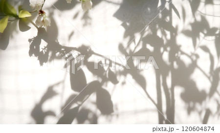 葉っぱの影のシルエット素材 120604874