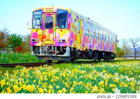 フラワー長井線 山形鉄道 スイセン 水仙 すいせん フラワー長井線 山形鉄道 スイセン 水仙 すいせん 120605389