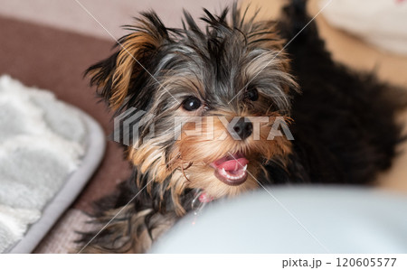 見つめる可愛い愛犬 120605577