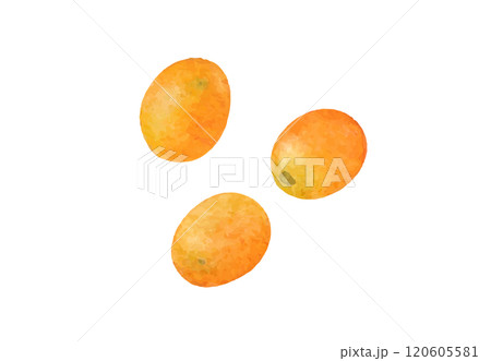 水彩手書きの金柑のベクターイラスト 120605581