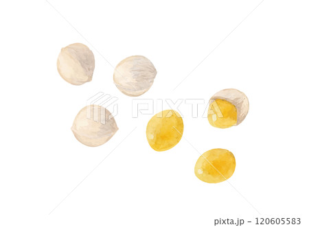 水彩手書きの銀杏のベクターイラスト 120605583