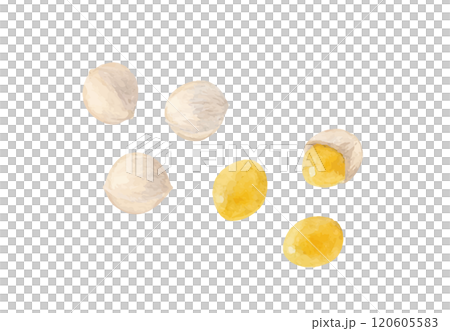 水彩手書きの銀杏のベクターイラスト 120605583