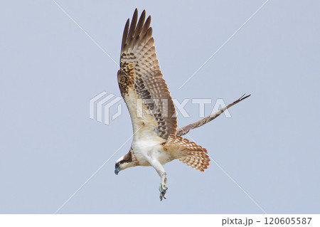 ホバリングをしながら獲物を探すミサゴ ホバリングをしながら獲物を探すミサゴ 120605587