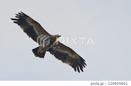 Steppe eagle (Aquila nipalensis), Crete 120605661
