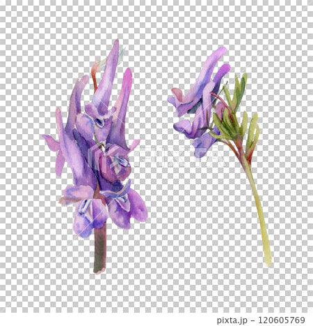 Spring flower, purple Corydalis pea vetch orchid Matthiola, forest and field, watercolor botanical illustration, hand drawn, isolated. Single element for wedding bouquet, florist shop, stationery. 120605769
