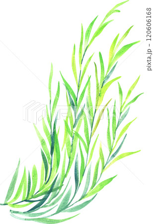 Willow tree branch, watercolor painting hand-drawn illustration Willow tree branch, watercolor painting hand-drawn illustration 120606168