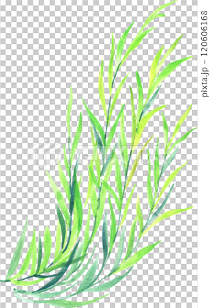 Willow tree branch, watercolor painting hand-drawn illustration Willow tree branch, watercolor painting hand-drawn illustration 120606168