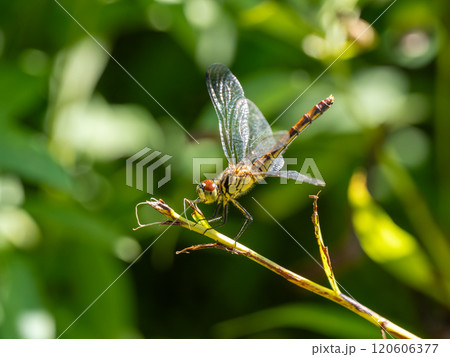 マイコアカネ マイコアカネ 120606377