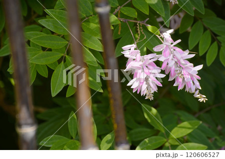 ニワフジ ニワフジ 120606527