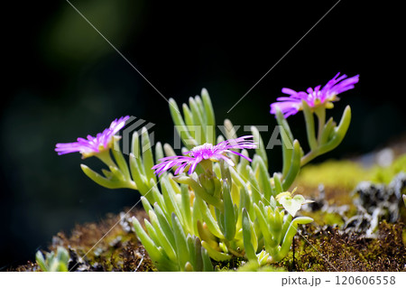 デロスペルマ・スパルマントイデス デロスペルマ・スパルマントイデス 120606558