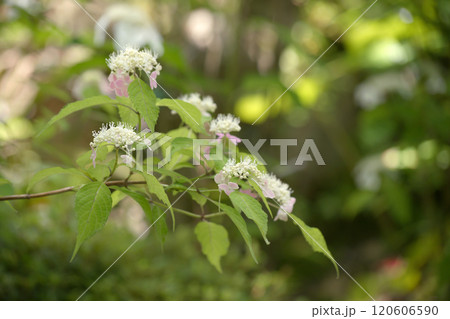 紫陽花 紫陽花 120606590