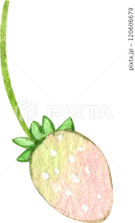 cute fresh strawberry, pastel watercolor, hand-drawn watercolor illustration 120606679