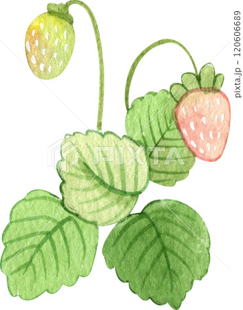 strawberry on a stem, strawberry strawberry bush strawberry on a stem, strawberry strawberry bush 120606689