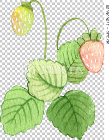strawberry on a stem, strawberry strawberry bush strawberry on a stem, strawberry strawberry bush 120606689