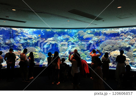【沖縄県】沖縄美ら海水族館のサンゴの海 【沖縄県】沖縄美ら海水族館のサンゴの海 120606857