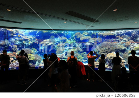 【沖縄県】沖縄美ら海水族館のサンゴの海 120606858