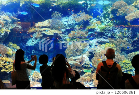 【沖縄県】沖縄美ら海水族館のサンゴの海 120606861