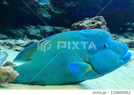 【沖縄県】沖縄美ら海水族館のメガネモチノウオ 120606862